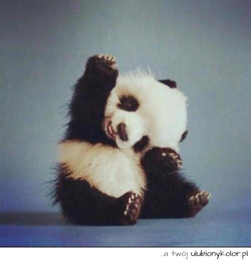 mały, miś, panda, malutki, misiaczek, uroczy, niedźwiadek