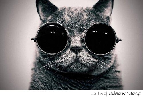 hipster, kot, szalony, okulary, james, bond, 007, agent, kicia