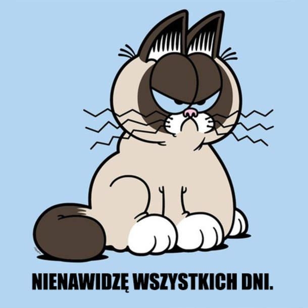 humor, śmieszne, fun, kot
