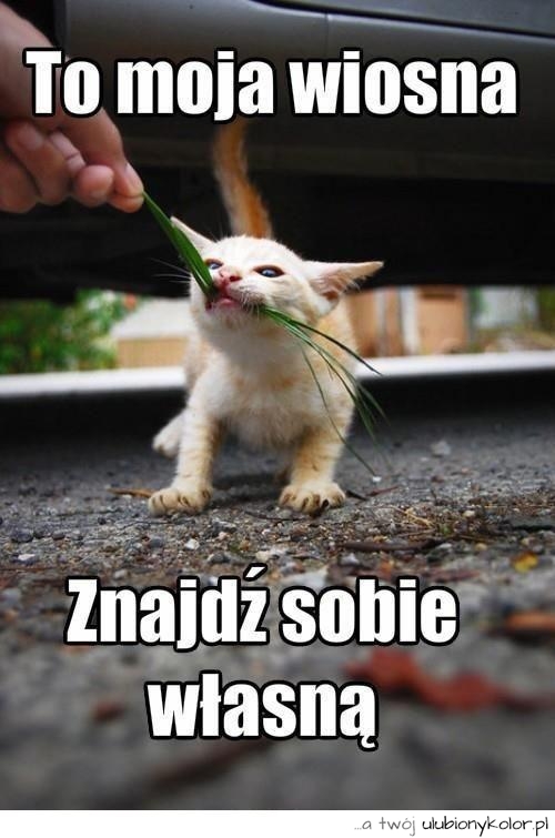 To moja wiosna znajdź sobie swoją!