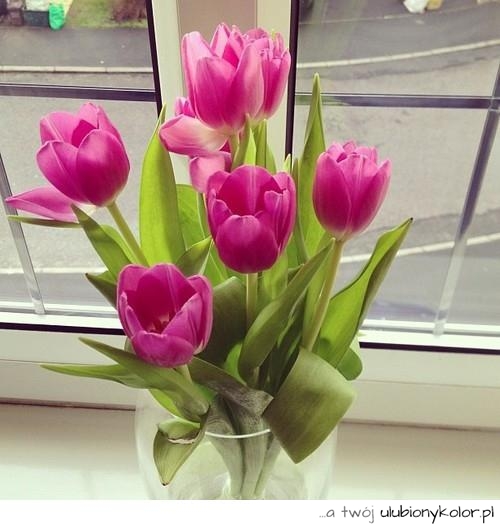 Piękne tulipany