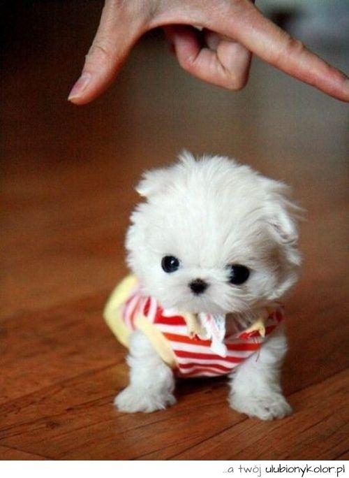 Piesek miniaturka. <3<3<3