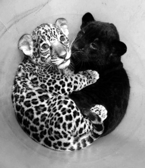 Tiger, kot, śliczne