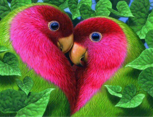 Cool, Natura, Green, papugi
