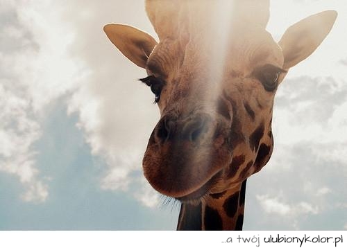 żyrafa, zwierze, afryka, natura. zoo, zdjęcie
