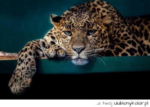 centki, puma, pantera, gepard, tygrys, natura, afryka