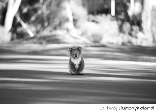 koala, miś, miś koala, natura, zwierze, czarno, białe