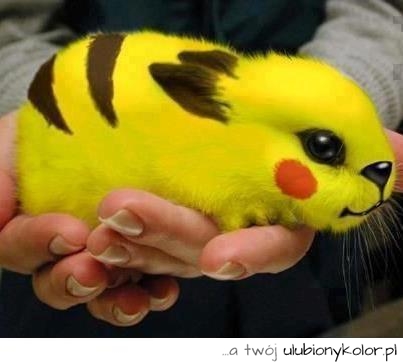 królik, śmieszny, żółty, pokemon
