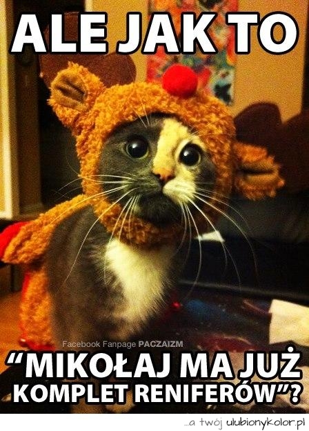śmieszne, kot, renifer, humor, fun