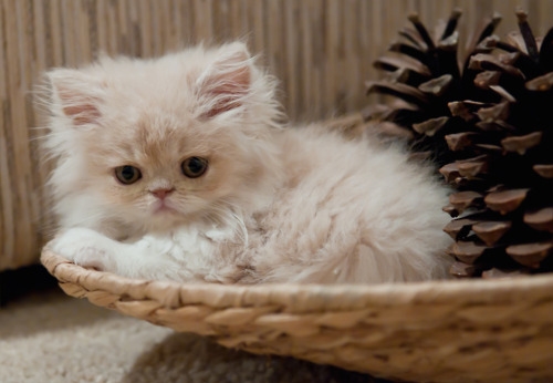 Dziecko, kota, uroczy, Gatto, Kitten, Kitty 