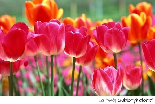 tulipany, kwiatki, piękne, kolorowe, holandia, bukiet