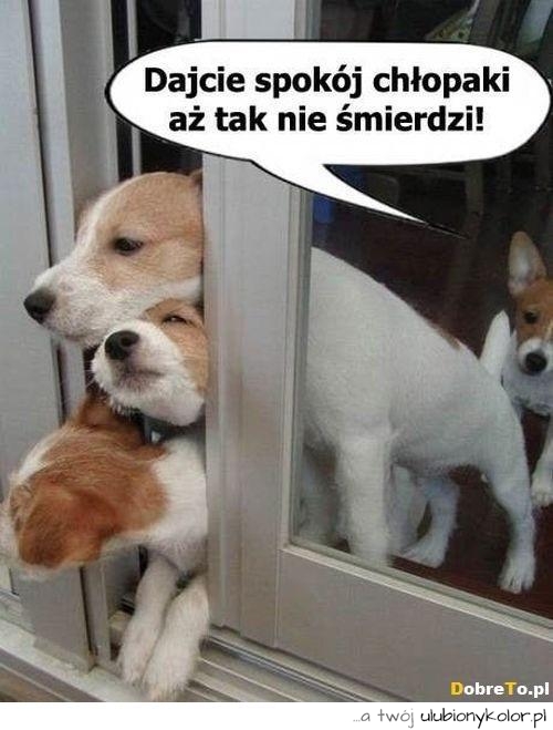 Dajcie spokój chłopaki...