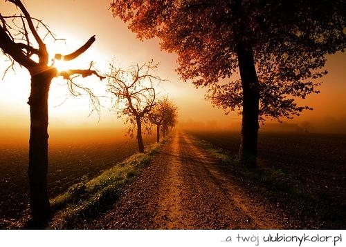 zdjęcie piękne, fotografia, foto, przyroda, natura, droga, drzewa, słońce, zachód, artystyczne, fotografia artystyczna