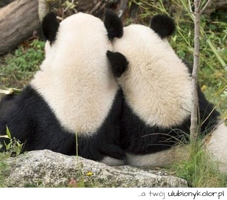 panda, misie, zwierzęta, natura, przyroda, miłość, urocze, przytulanie