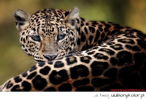 gepard, tygrys, zwierze, natura, cętki 
