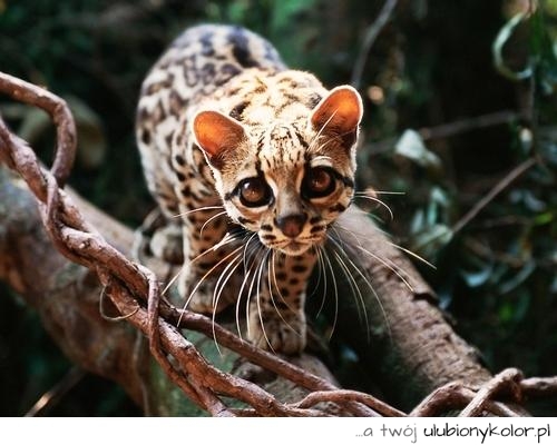 kot, gepard, malutki, młody, natura, oczy, fajny