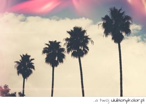 palmy, widok, kalifornia, miami, chmury, love, 