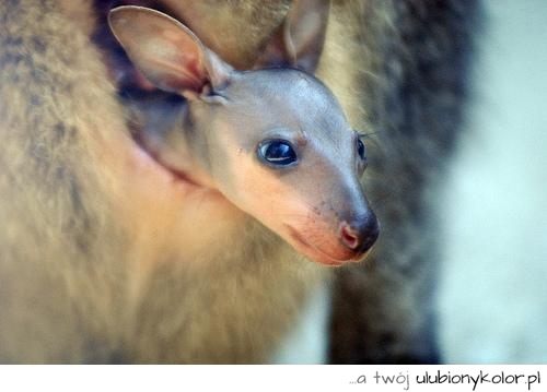 malutki, zwierze, kangur, Australia, piękny, młody, natura
