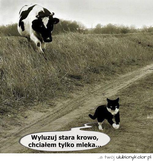 Wyluzuj stara krowo..