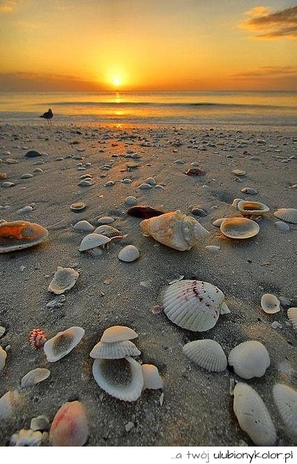 plaża, muszle, fajne, piękne, słońce, plaża, muszelka, lato, wakacje