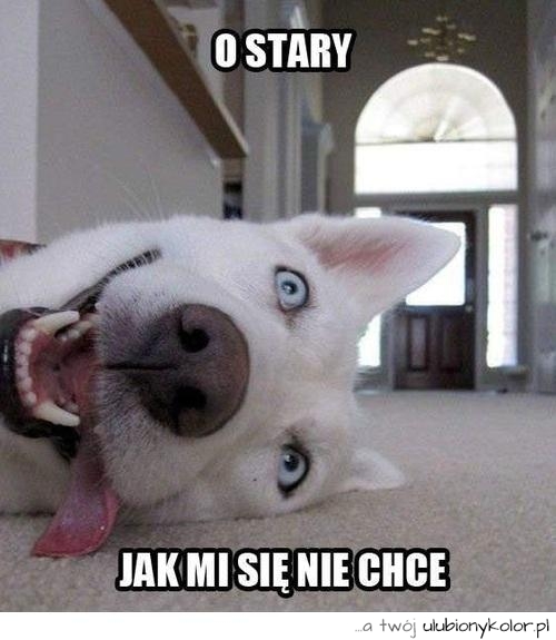 pies, humor, śmieszne, fun