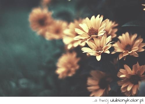kwiaty, piękne kwiaty, fotografia, natura, ogród, ogródek