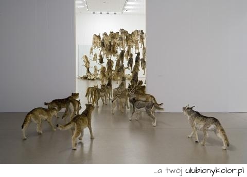 wilki, zwierzęta, sztuka, fajne, zdjęcie, fotografia, artystyczna, natura