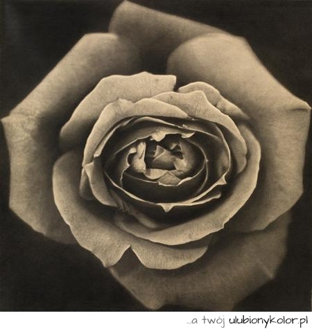 róża, czarno, biała, zdjęcie, fotografia, love, miłość